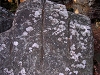 sciage01